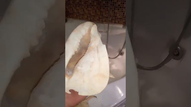 Ракушки для аквариума смотреть онлайн