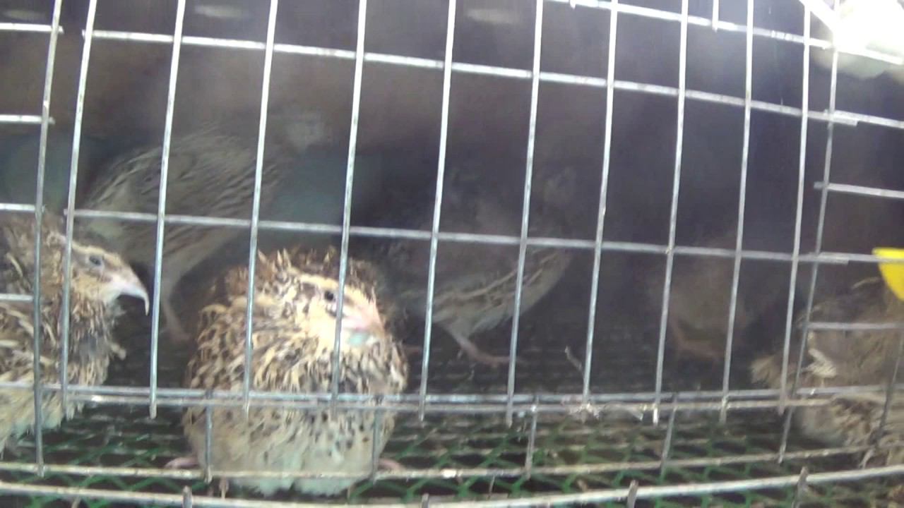 Перепела в шкафу система с калоотведением. смотреть онлайн