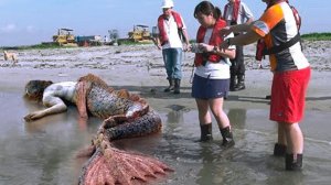 Самые Странные Вещи, Найденные на Пляже.