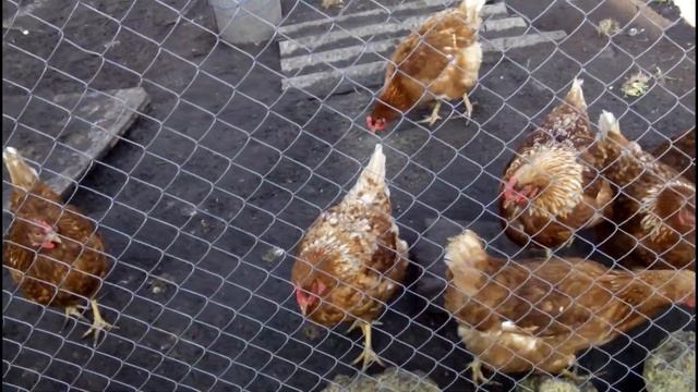 ??? КАК НАС ОБМАНЫВАЮТ ПРОДАВЦЫ КУРЕЙ смотреть онлайн
