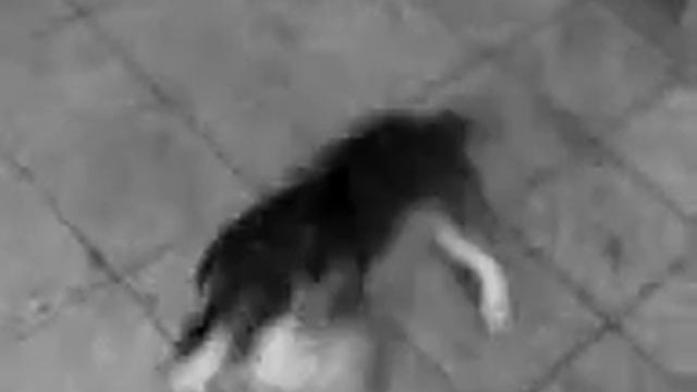 Собака и хвост смотреть онлайн