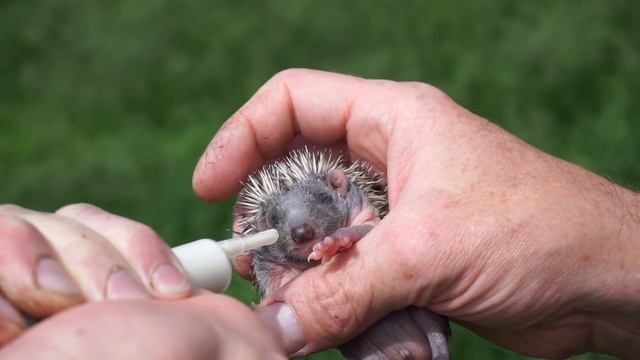 Jež bledý (Erinaceus roumanicus), 30.5.2016 Malacky смотреть онлайн