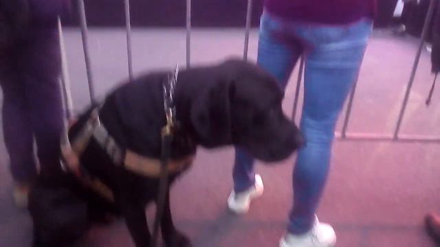 5 августа 2019 г. Harley Day Harley Devidson Жил Был Пес Музей Пса 🐕 🎥 смотреть онлайн