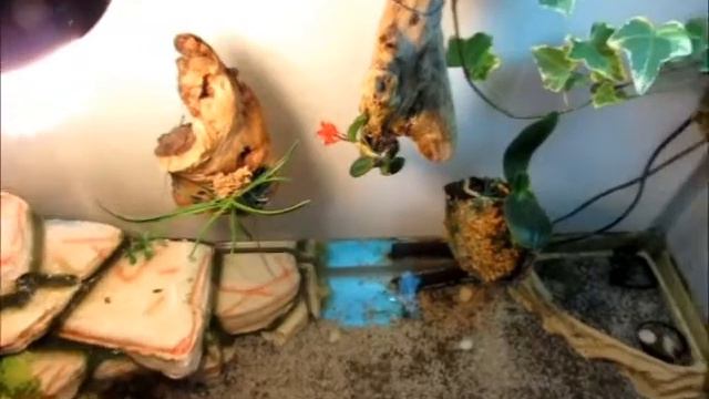 Цветение орхидей Rhynchostylis coelestis Cattleya Merry Green Sophronitis cernua смотреть онлайн