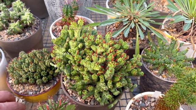 МОЛОЧАИ (EUPHORBIA) // КАКТУСЫ ЦВЕТУТ И ГОТОВЯТСЯ К ЗИМОВКЕ смотреть онлайн