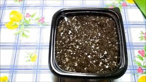 Как посадить и вырастить Питахайю, Драконий фрукт.