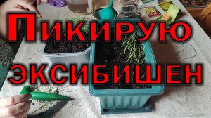 Пикирую Эксибишен самым простым способом. Или способы пикировки лука Эксибишн