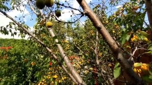 Абрикос сорт Хабаровский на Южном Урале