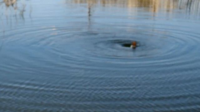 Ишимские сады после наводнения - вода уходит под землю смотреть онлайн