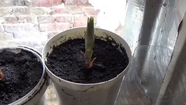 Как растет моя рассада. Георгины и лилии. Купили сено. смотреть онлайн