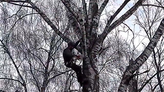 Arboristik.ru: спил деревьев арбористами