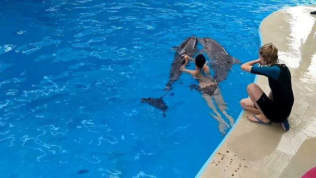Купание с дельфинами в Анапском дельфинарии. смотреть онлайн
