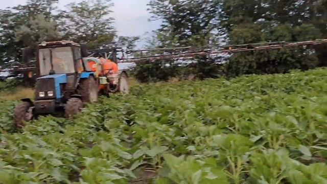 Ужас!Переноспороз на подсолнечнике в жару 33 градуса.Вносим фунгицид. смотреть онлайн