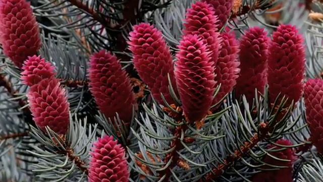 Picea Pungens (blue Spruce), Pinaceae