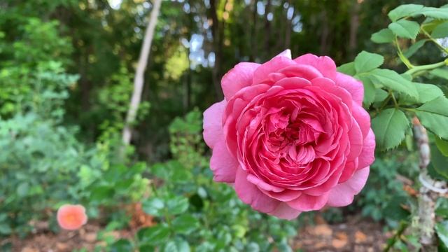 Rose - Princess Alexandra of Kent смотреть онлайн