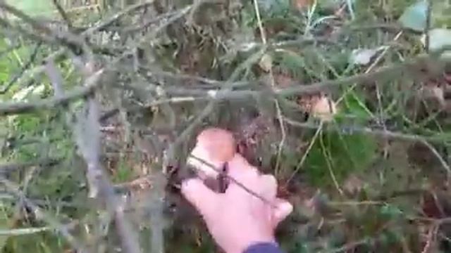 Грибы России смотреть онлайн