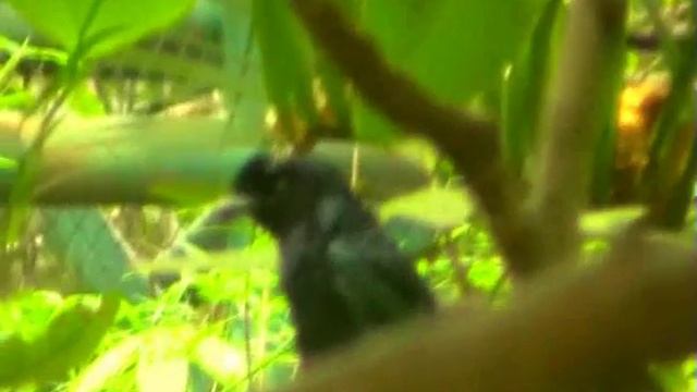 Большой ракетохвостый дронго. Dicrurus paradiseus .wmv смотреть онлайн