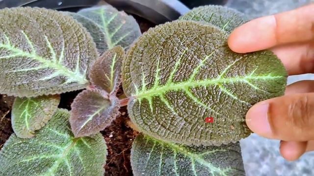 Episcia Plant Care And Collection | പല നിറത്തിലുള്ള ഹാങ്ങിങ് ചെടി...
