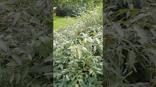 Миндаль степной. Бобовник малый, 24.08.21 смотреть онлайн