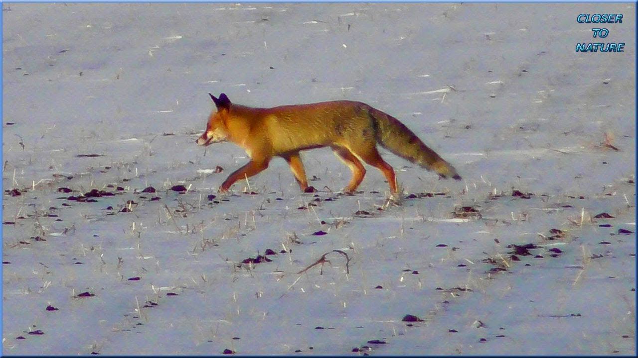 Первый снег и первая Лисичка / First snow and first Fox (02.12.18) смотреть онлайн