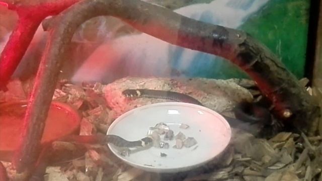 Кормление ужа смотреть онлайн