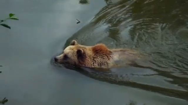 Медитация Релаксация Востановления Сил Спокойствие смотреть онлайн