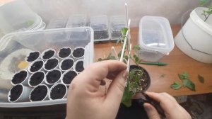 Белопероне. Черенкую.  Размножаю.