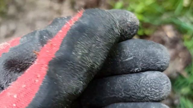 Нарвался на 1812 период .Коп в Лесах Беларуси 2021. смотреть онлайн