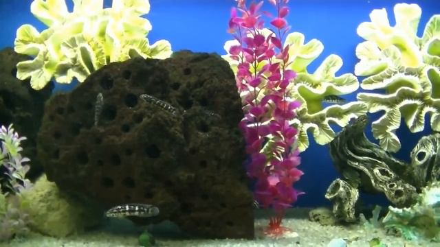 Ростовский океанариум смотреть онлайн