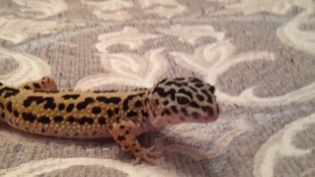 Леопардовый Геккон Эублефар смотреть онлайн