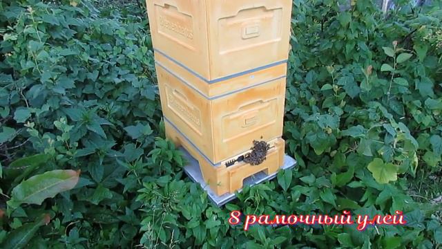 обработка от клеща Варроа отводков для облета маток, сформированных в 6 рамочных ульях смотреть онлайн