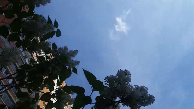 БЕЛАЯ СИРЕНЬ И ПРОГНОЗ... 19 05 21... смотреть онлайн