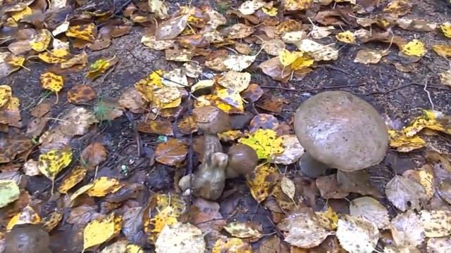 Дача. Осень.2017г. Дневники смотреть онлайн