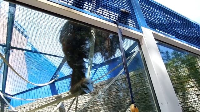 Орангутанг отжигает (прикол). смотреть онлайн