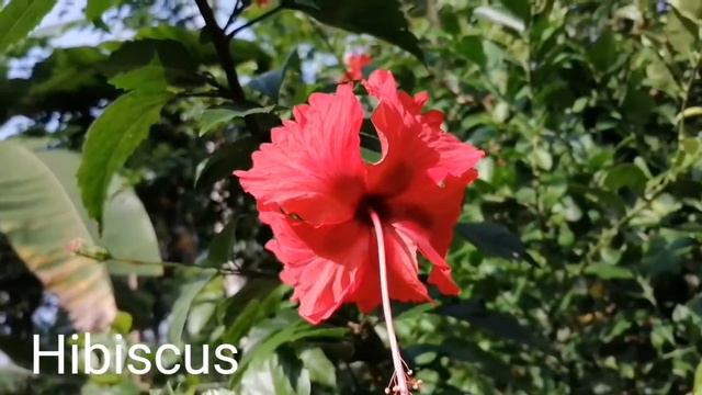 Hibiscus plant / Shoe flower plant / සපත්තු මල / බදු වද / sapattu mala смотреть онлайн