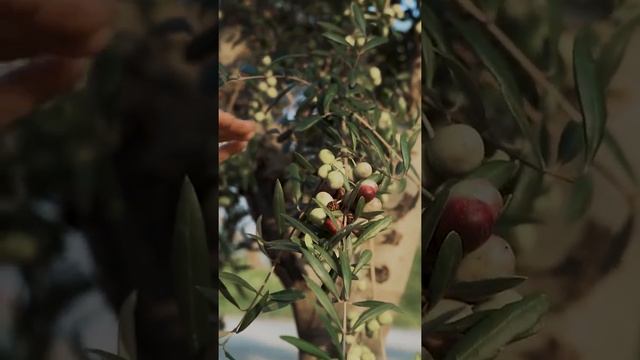 Fresh Olives hanging in an Olive Tree (Olea europaea) смотреть онлайн