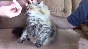 Как закапать глаза и уши агрессивной кошке.