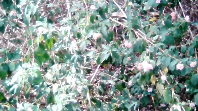 Is Lantana plants a threat for deforestation? смотреть онлайн