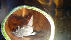 Анциструс размножение в общем аквариуме Разведение анциструсов