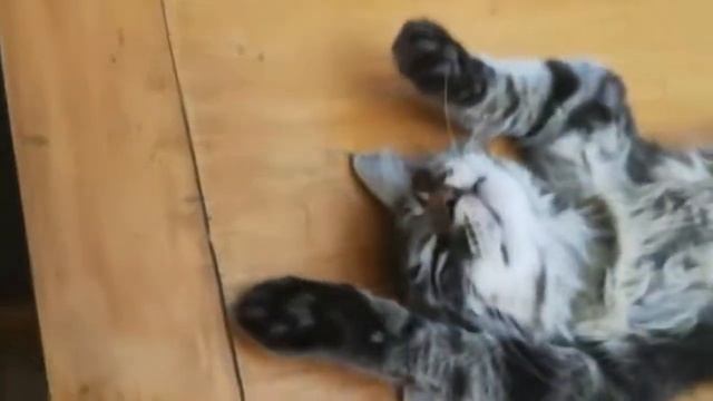 как быстро усыпить кошку или собаку смотреть онлайн