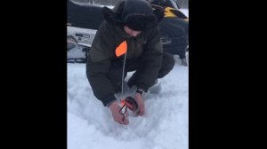 Зимняя рыбалка / Окунь на 2 кг / Тюменская обл., Тобольский р. / Рекордный окунь Тюменской обл.