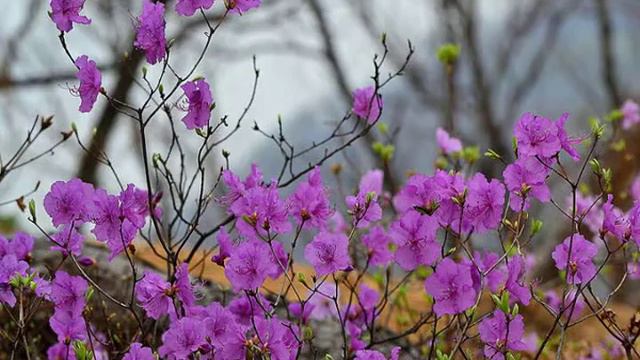Багульник смотреть онлайн