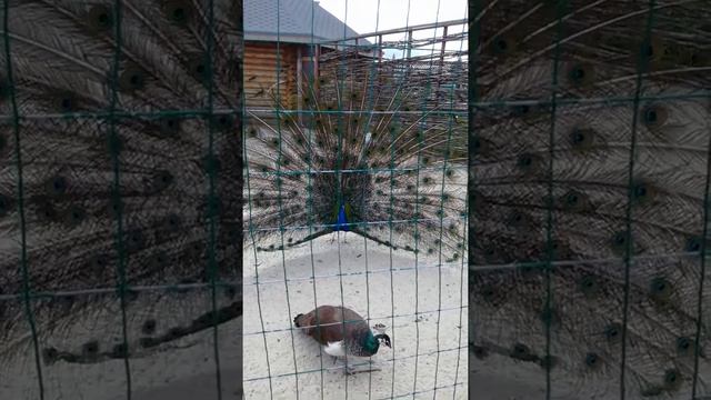 2. Ряжский зоопарк. Рязанская область смотреть онлайн