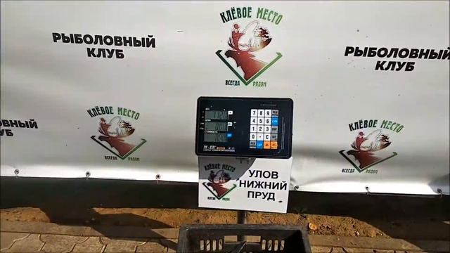С утра и до обеда 12 кг осетра с нижнего пруда! Клёвое место, Лосиный остров. смотреть онлайн