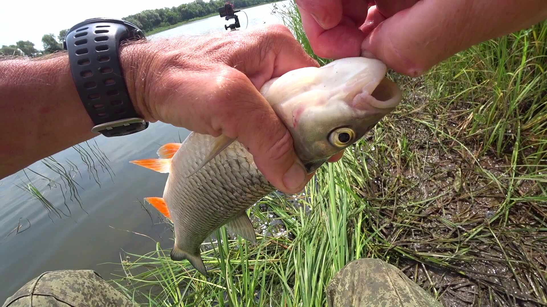 Голавль на донку с горохом. смотреть онлайн