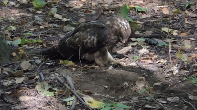 Осоед - исчезающая птица - в Кузьминском парке смотреть онлайн