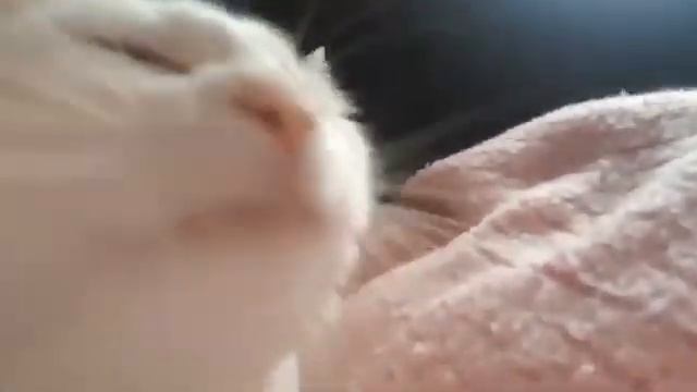 cat jam original смотреть онлайн