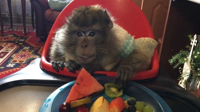 Зяма полное видео (Домашние макаки) смотреть онлайн