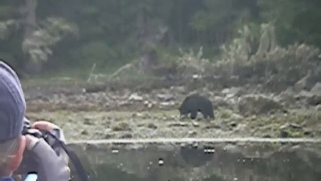 Black Bear Viewing From a Kayak смотреть онлайн