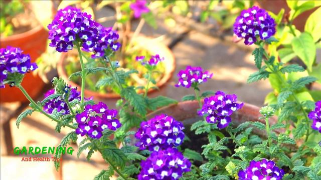 ভারবেনা (Verbena) ফুল গাছে বেশি ফুল পাওয়ার জন্য সম্পূর্ণ পরিচর্যা || Verbena plant care смотреть онлайн